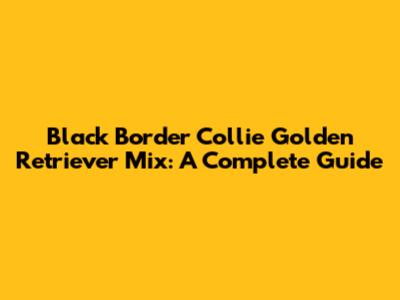 Black Border Collie Golden Retriever Mix: A Complete Guide