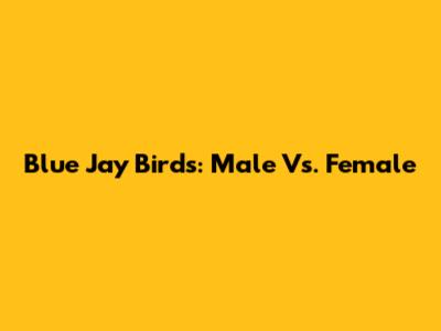 Blue Jay Birds: Male Vs. Female