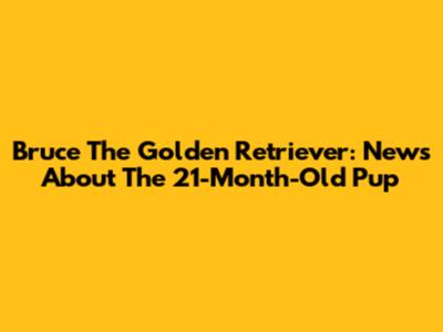 Bruce The Golden Retriever: News About The 21-Month-Old Pup