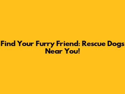 Find Your Furry Friend: Rescue Dogs Near You!