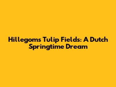 Hillegom's Tulip Fields: A Dutch Springtime Dream