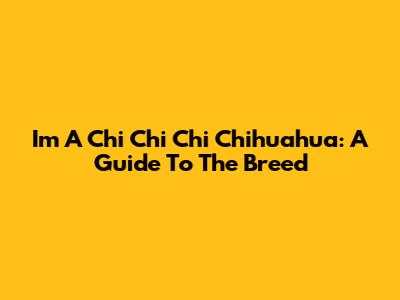 I'm A Chi Chi Chi Chihuahua: A Guide To The Breed