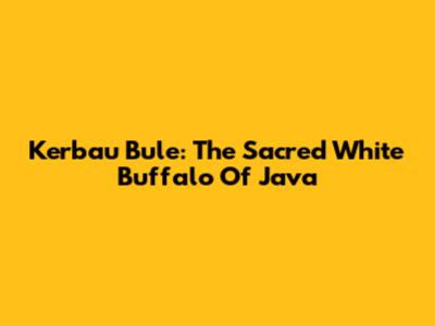 Kerbau Bule: The Sacred White Buffalo Of Java