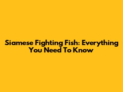 Siamese Fighting Fish: Everything You Need To Know