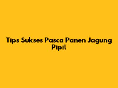 Tips Sukses Pasca Panen Jagung Pipil