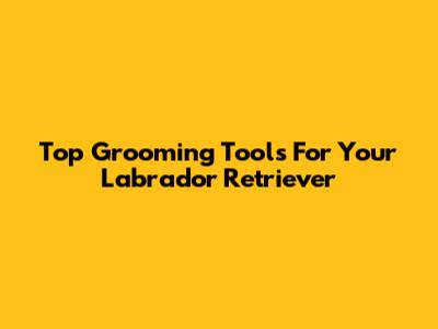 Top Grooming Tools For Your Labrador Retriever